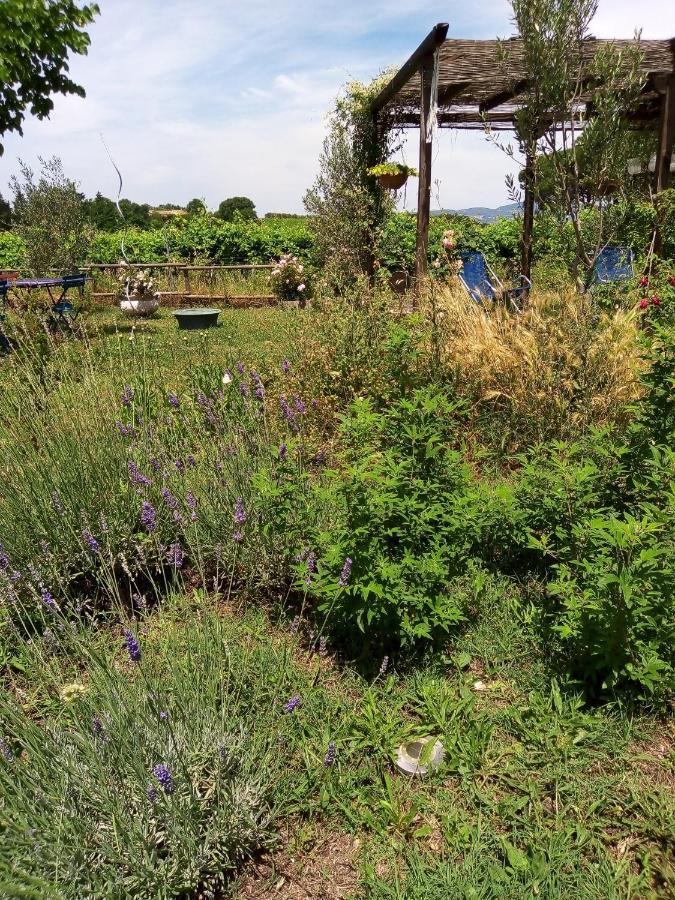 B&B La Gallinella Rossa Baschi Экстерьер фото