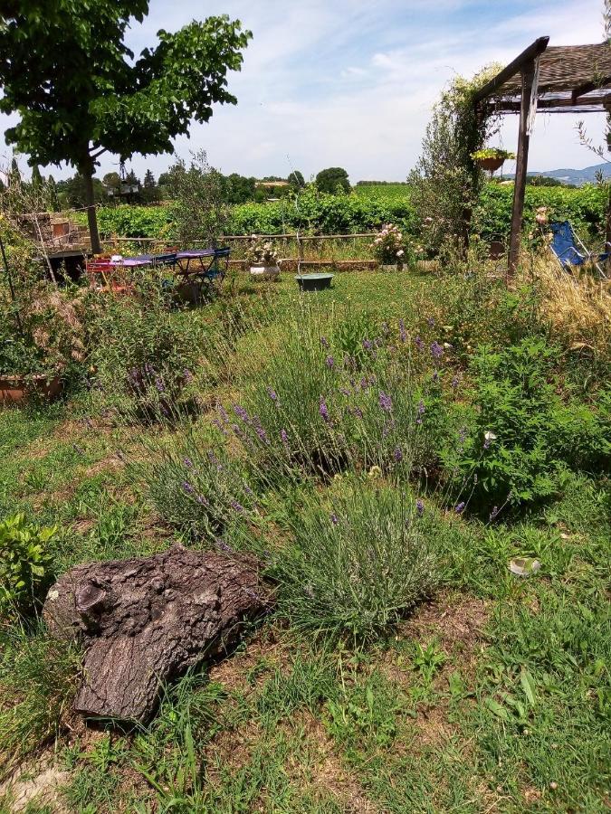B&B La Gallinella Rossa Baschi Экстерьер фото